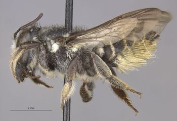 Media type: image;   Entomology 16202 Aspect: habitus lateral view